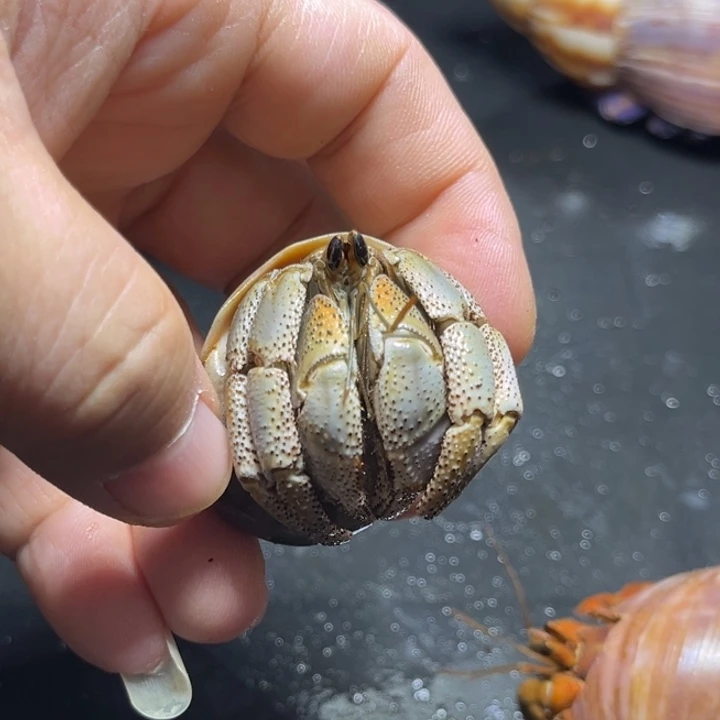 澳瓜2.9口径需要拍加热包