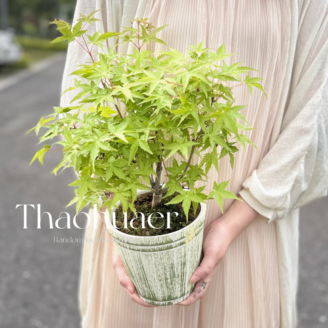 黄金枫树金黄叶色庭院阳台室内盆栽南北方盆景