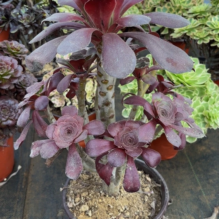 瑞妈多肉园艺955巫毒