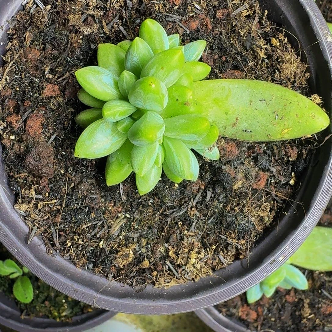 阿迪斯托 叶插 一物一拍
