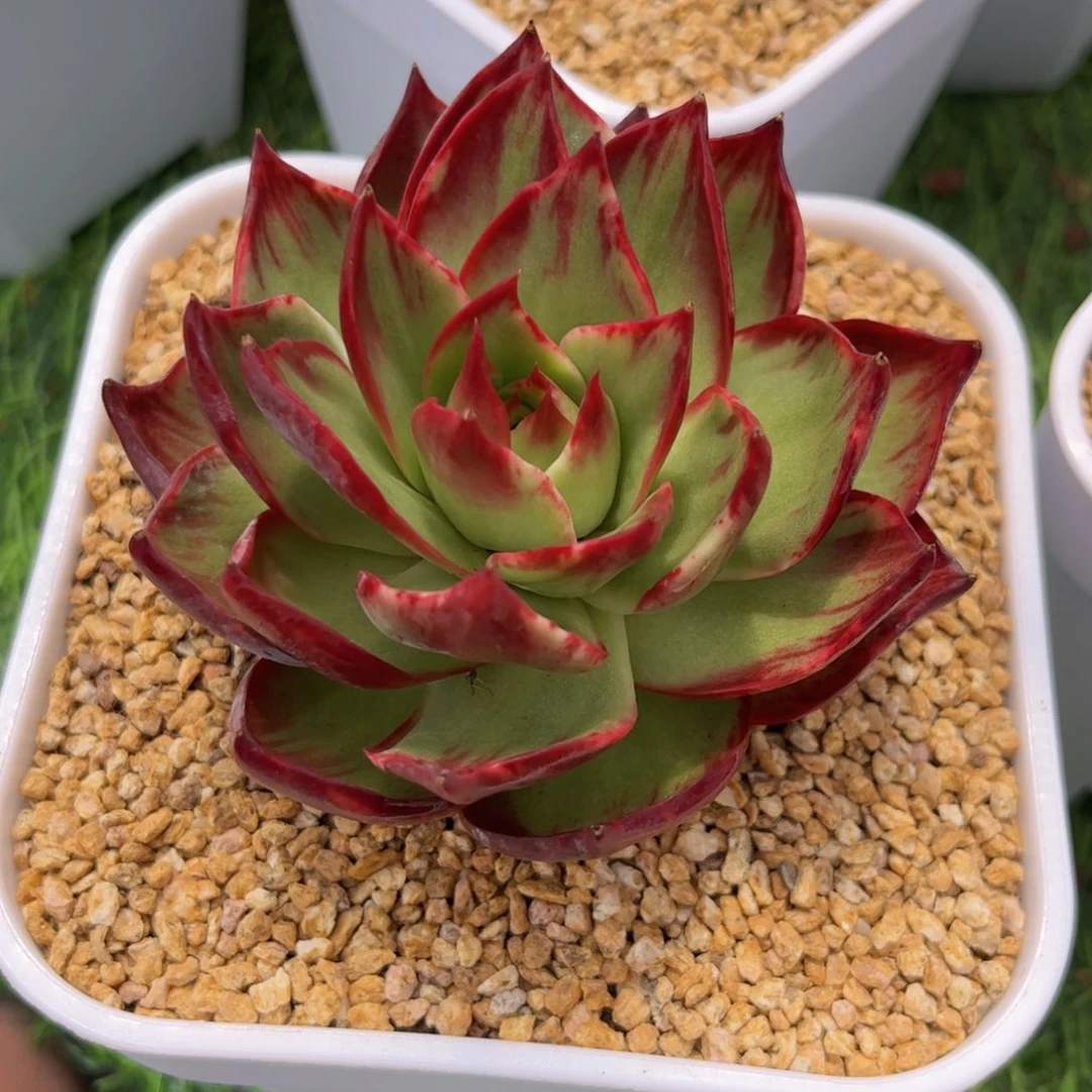 木*惊鸿仙子一物一拍