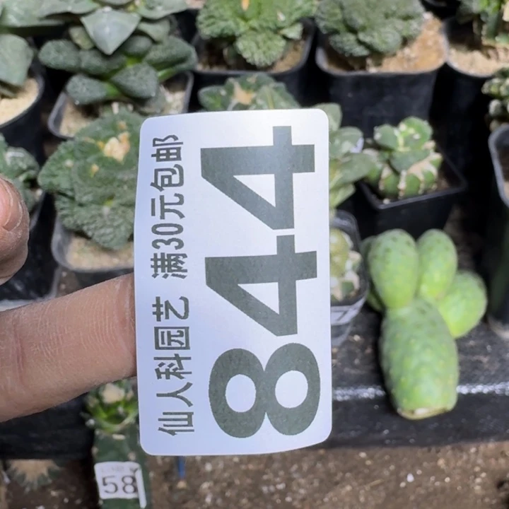 无花朵844落地长毛螺旋佛头仙