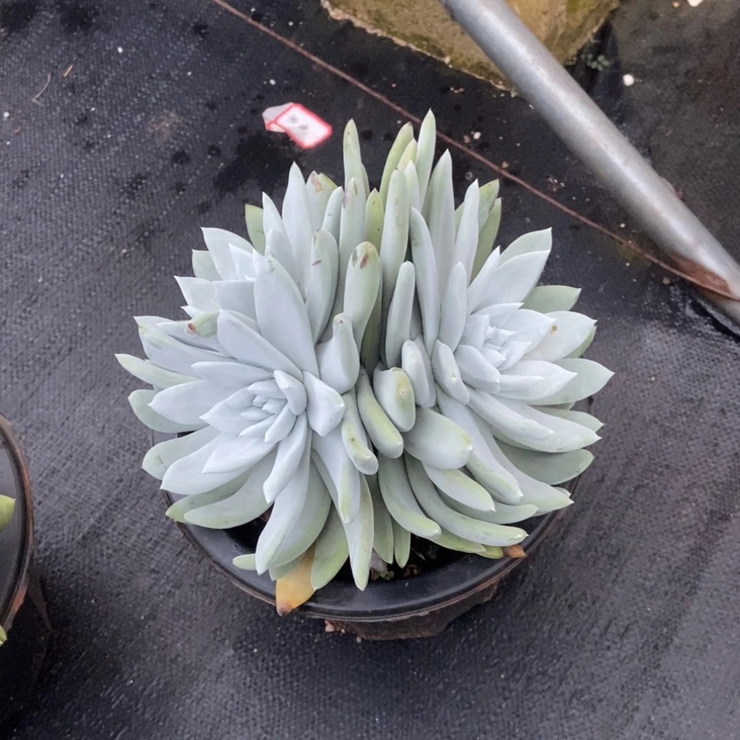 帕翠莎多肉植物啦啦啦