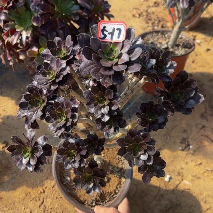 黑豆多肉植物5-17