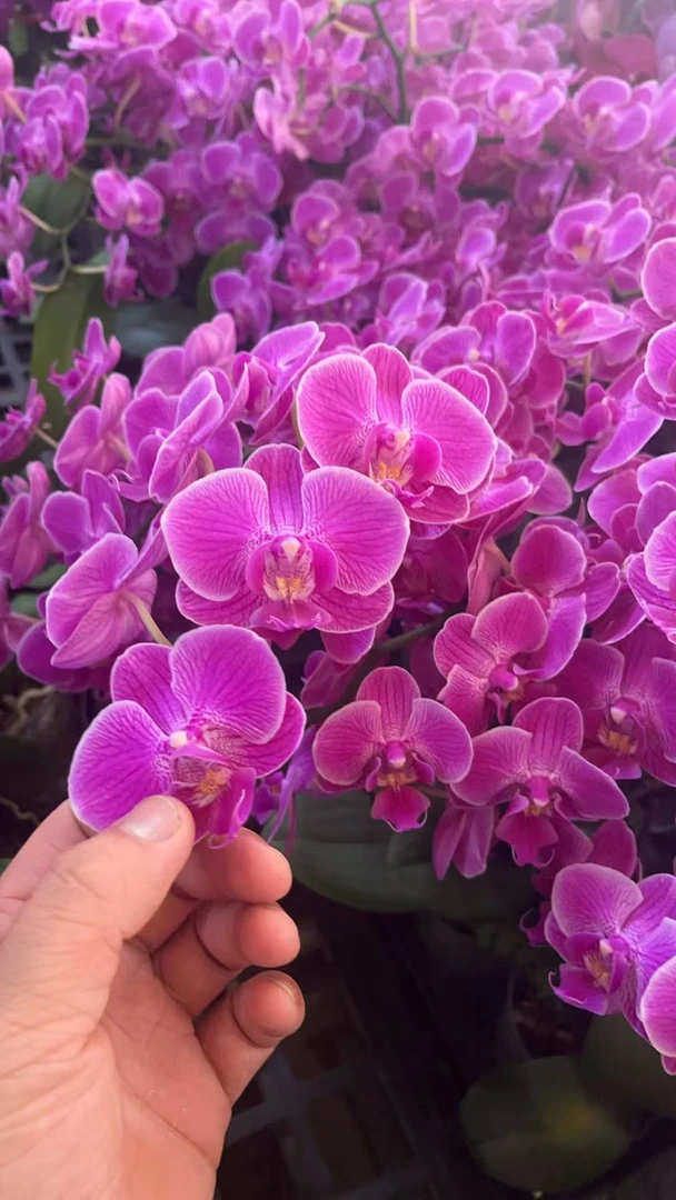 蝴蝶兰【丽姿佳人】带花室内花花 懒人好养 广州基地直发