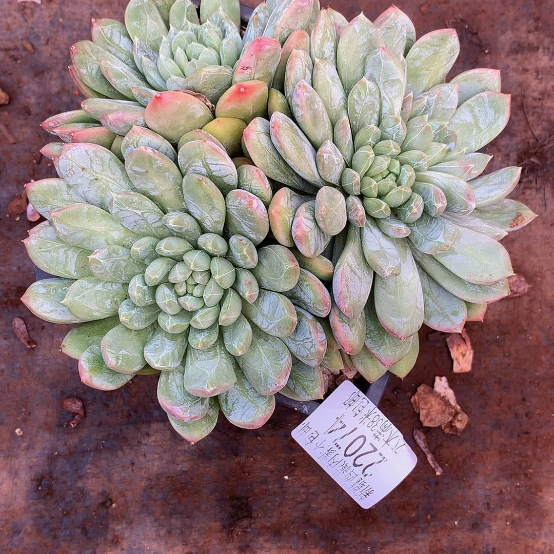 薰***草    百搭翡翠多肉22074