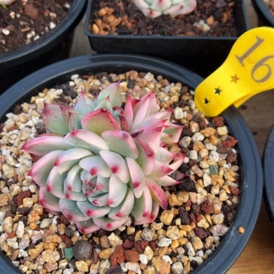 16惊鸿仙子 夏鸣园艺