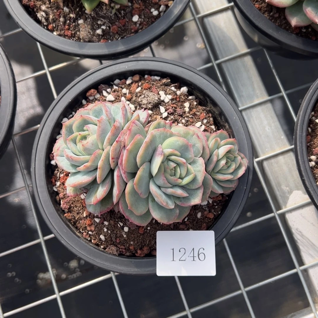 s*y1246肉肉肉肉肉肉