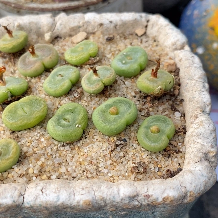 SH1212水晶鞋10颗一组