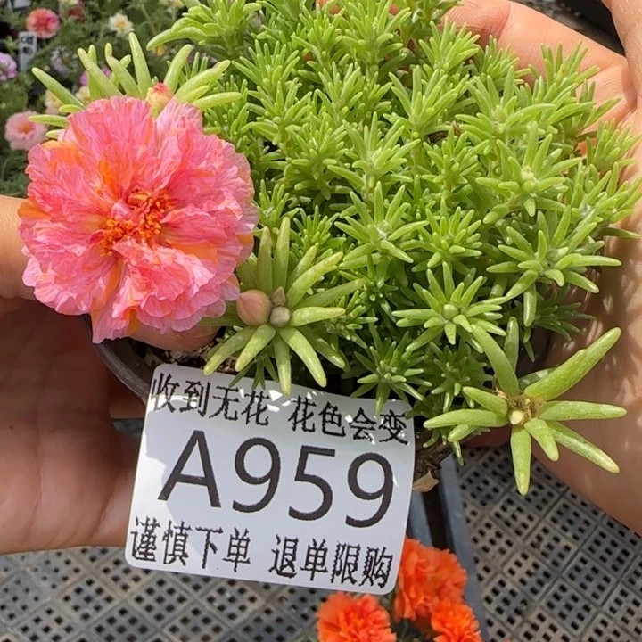 当前无花朵，栽培后可花朵A959超小苗盆口10cm