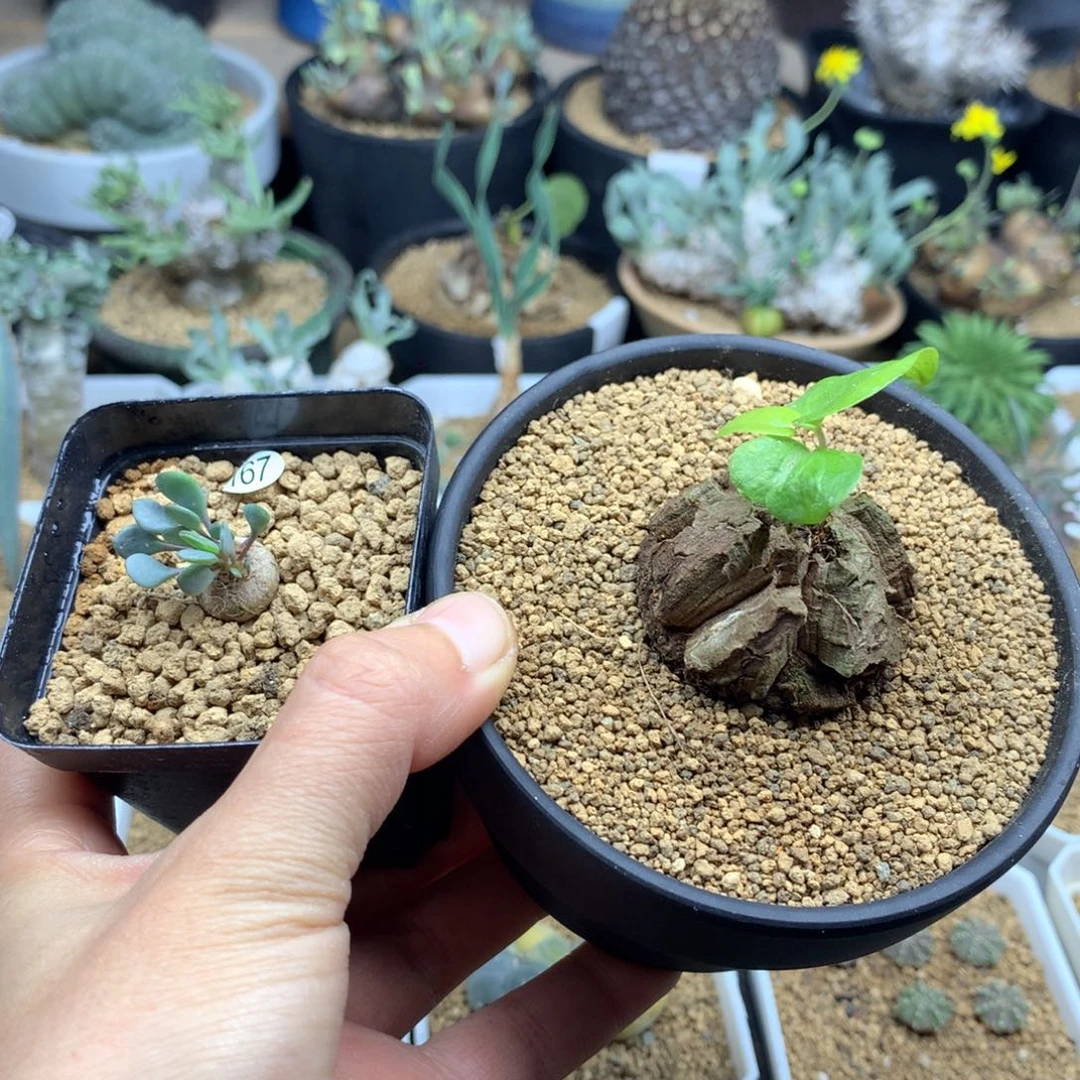 吻*167带盆加龟甲龙多肉