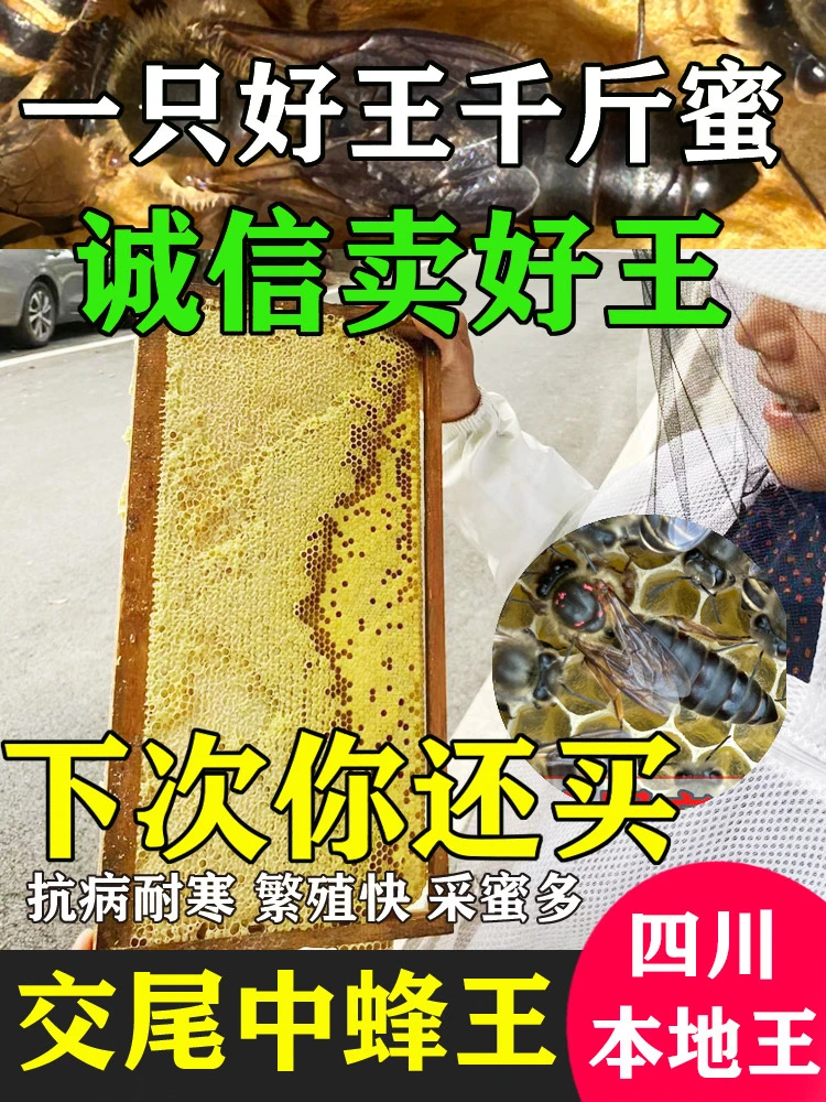 四川阿坝蜂王笼中蜂王笼土蜂王笼开产王笼处女王笼本地高原处王笼