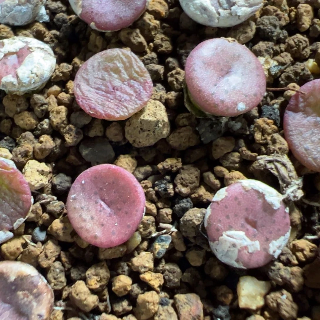 量拍金币纽扣一颗。多肉