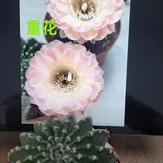 香香的重花7-8公分左右带根