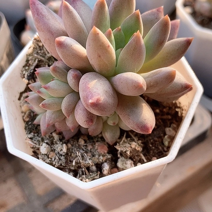多肉植物虞美人五头6057