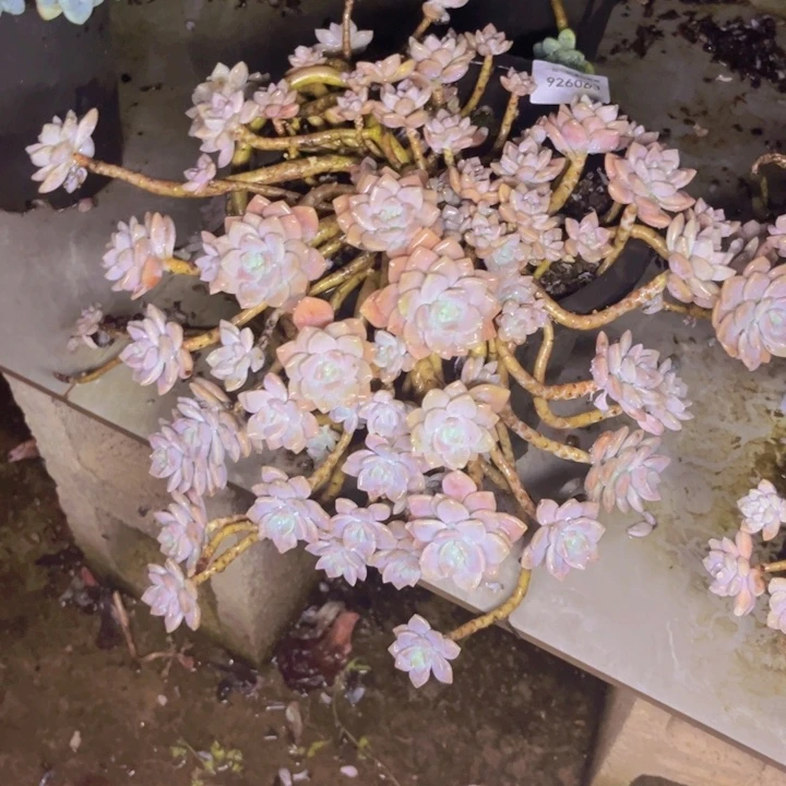 乌***韵克洛伊063多肉植物盆栽