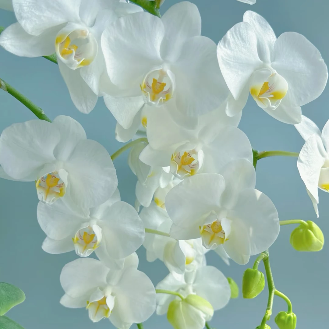 蝴蝶兰弯弯阿玛室内盆栽