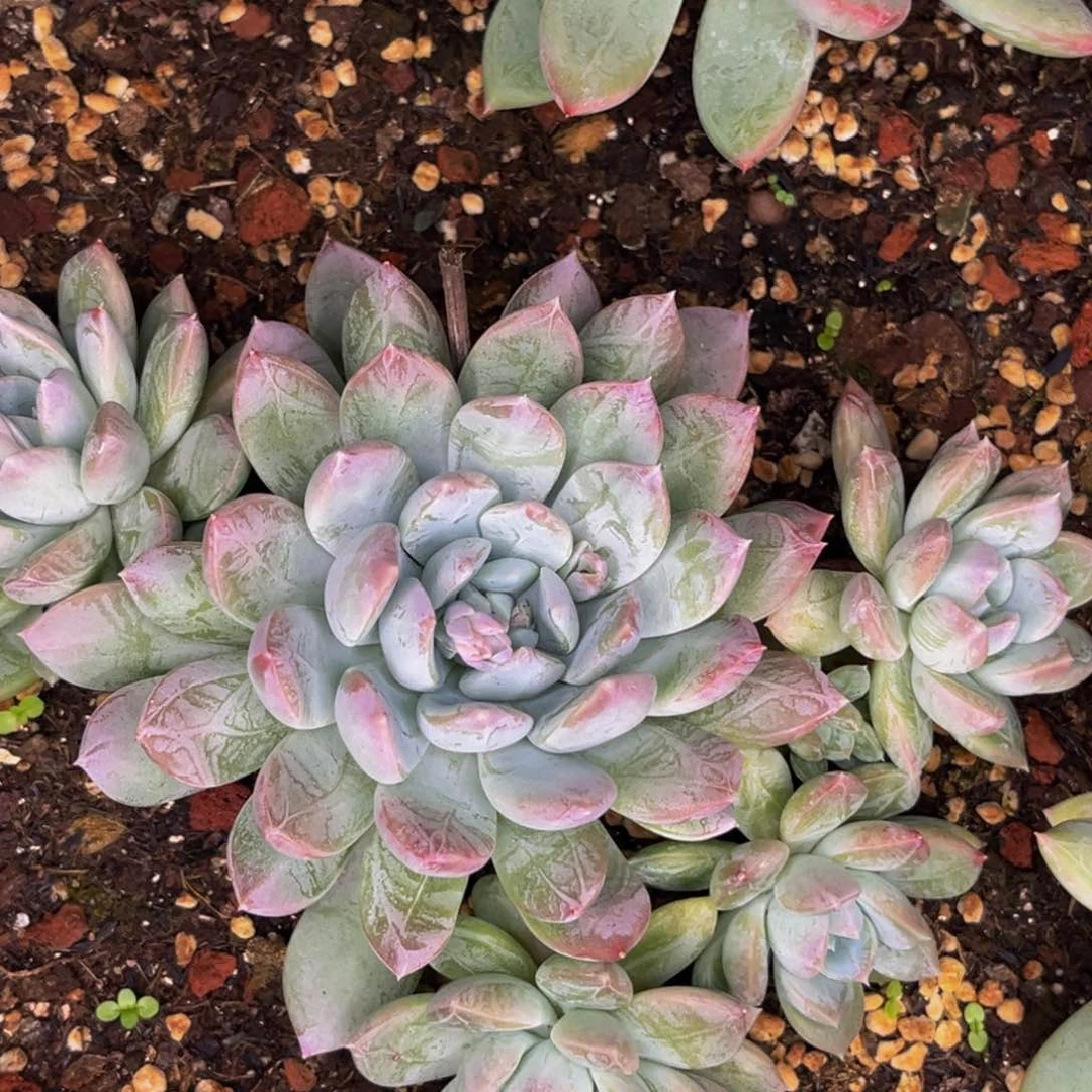 2724号晚上多肉植物群生