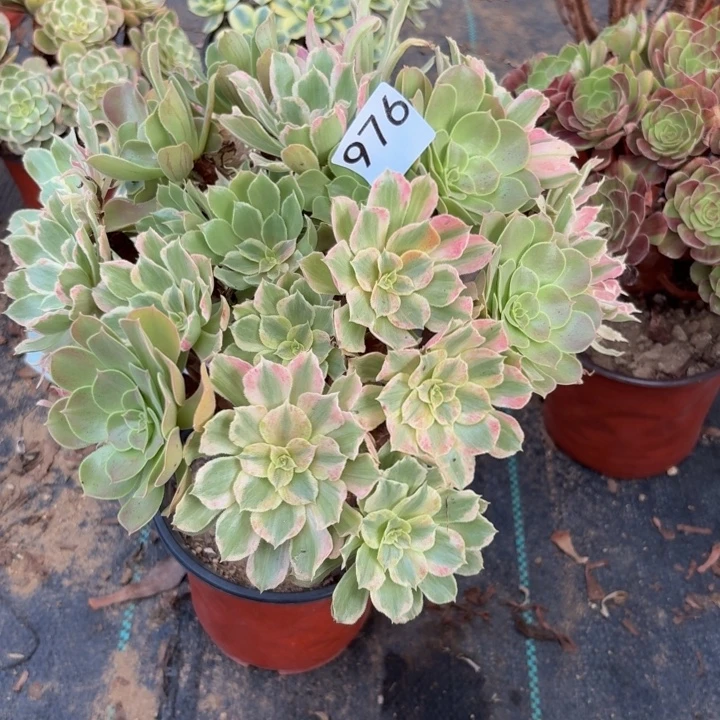 光辉阴阳多肉植物不包损976