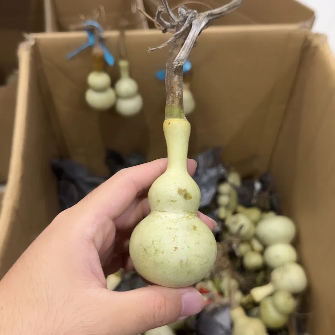 顺***。葫芦dndndndndndndnd