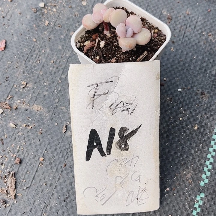 月***宝18密密麻麻密密麻麻吗