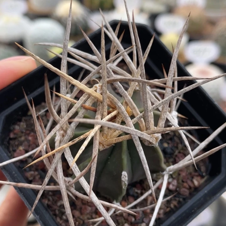 水牛大凤玉          实生根