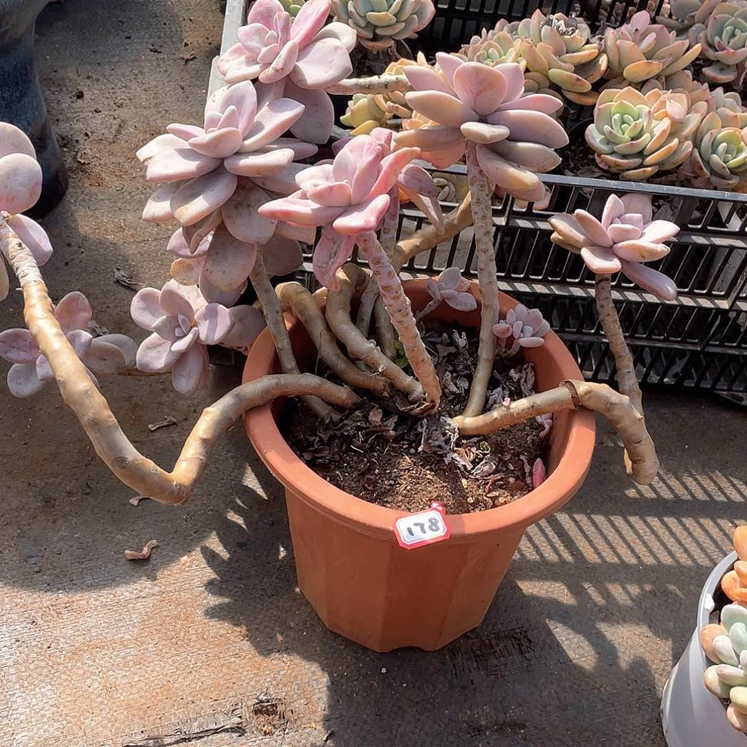 178桃酸 一物一拍多肉