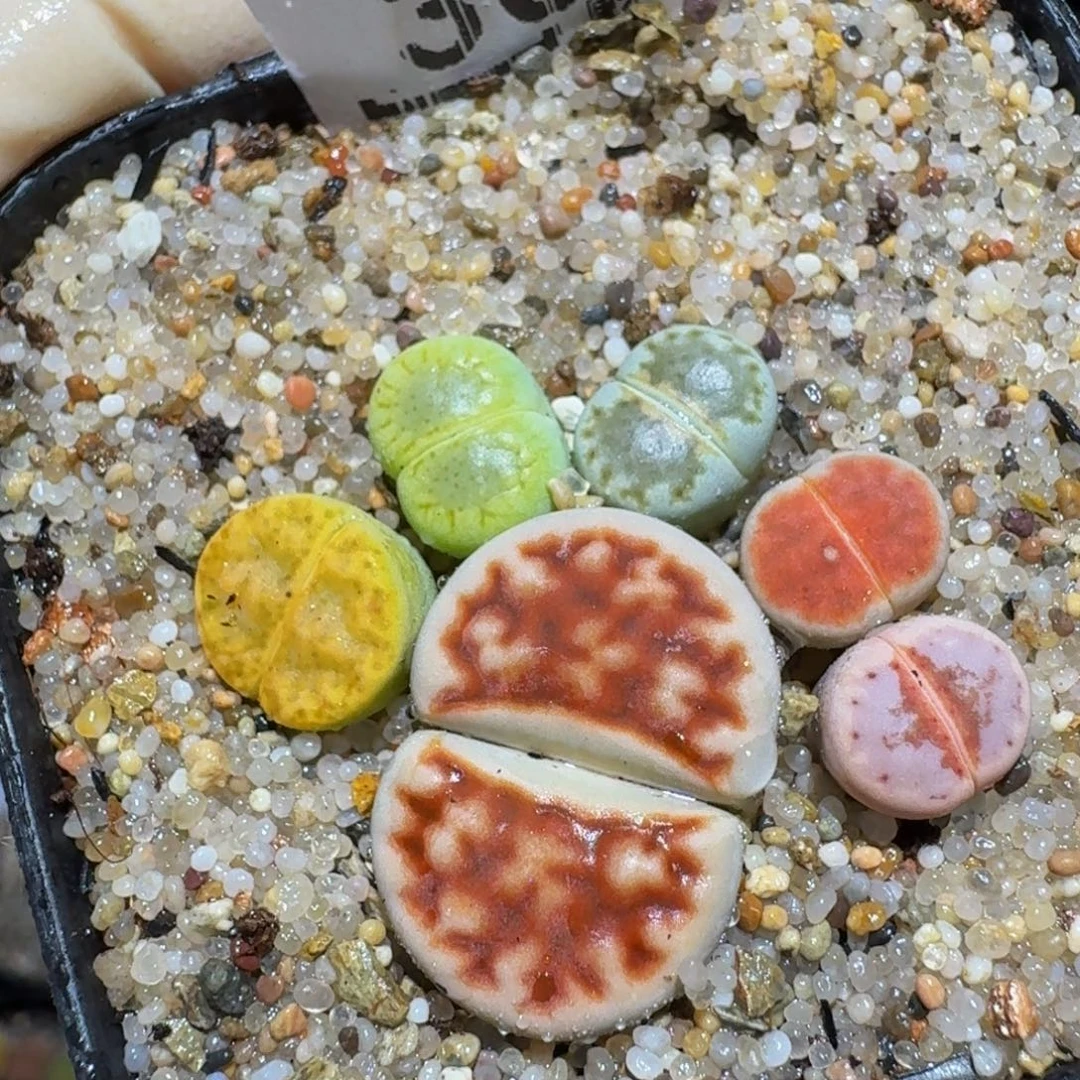 zzzz精品生石花301