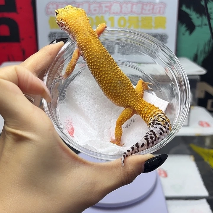 豹纹守宫电橘 妹妹 V108