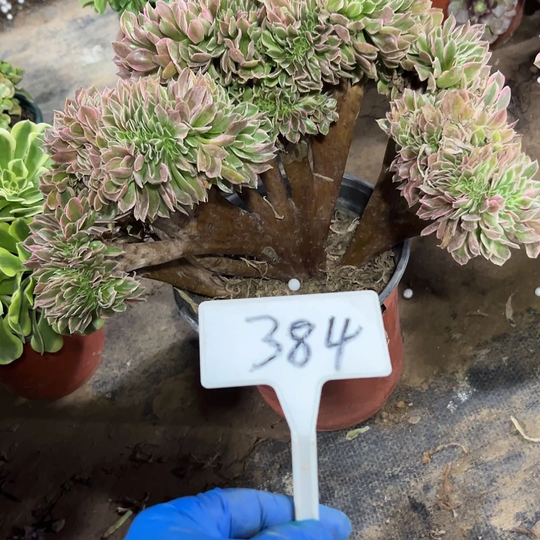 多肉植物女神缀花384