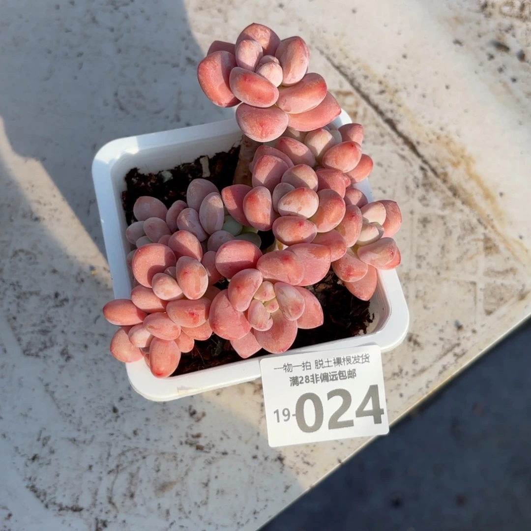 红洛神老桩多肉多肉