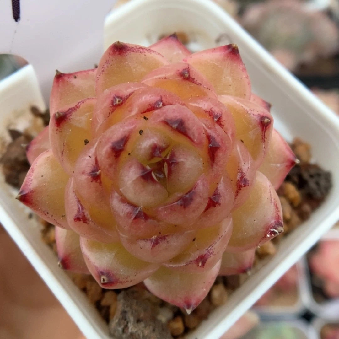 润玉珍妮可拍912号。