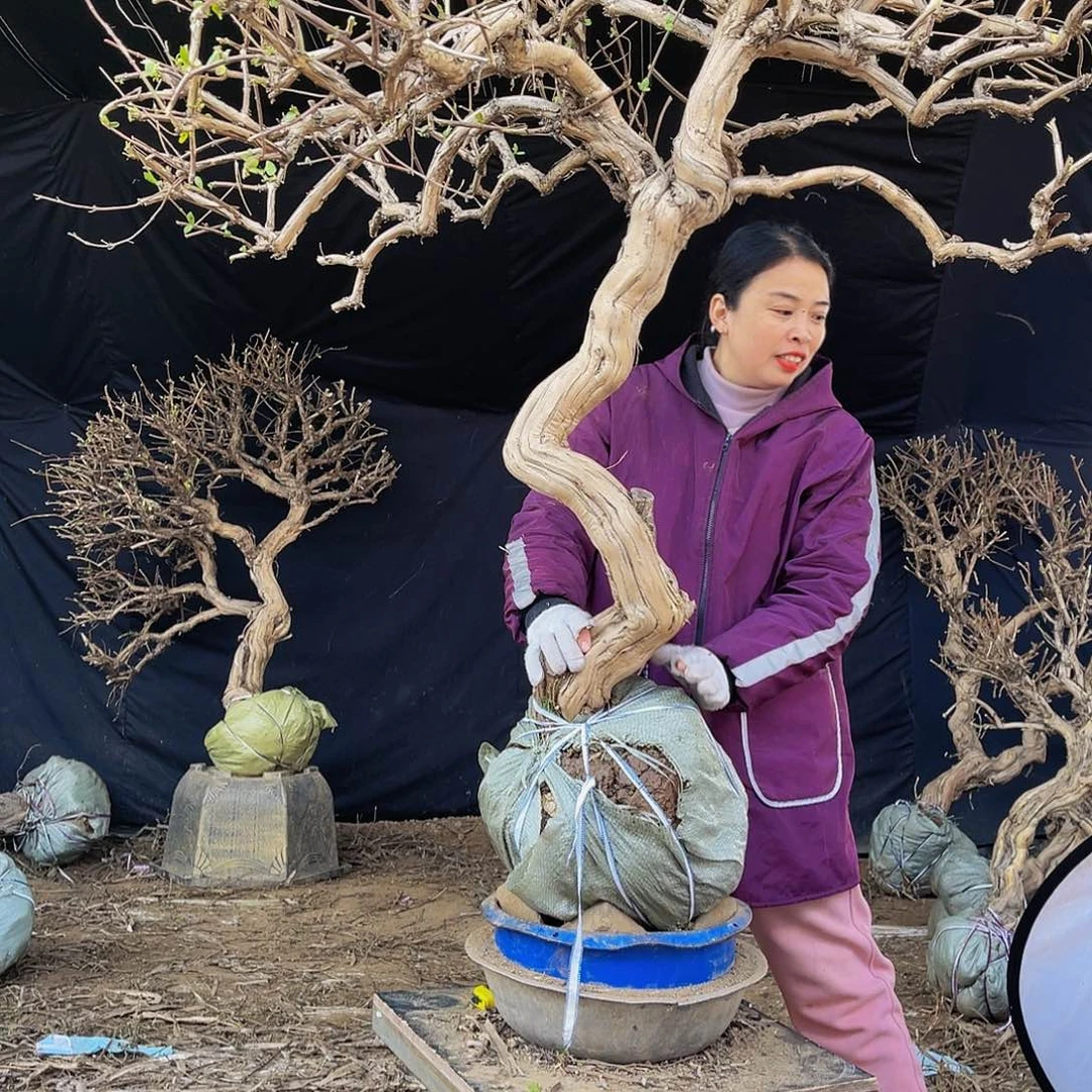 当前无花朵，栽培后可花朵