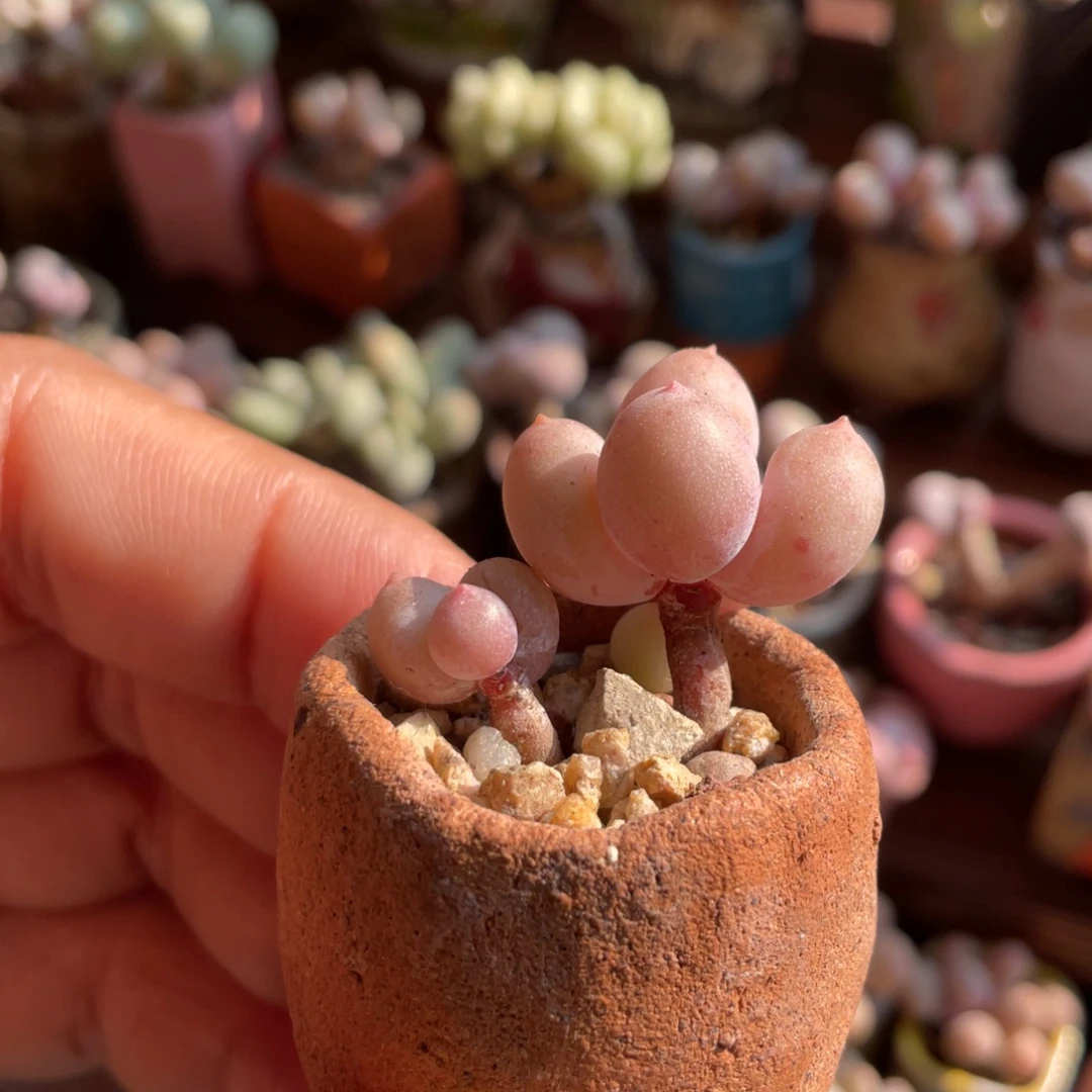 韩国精品彩虹奶一体