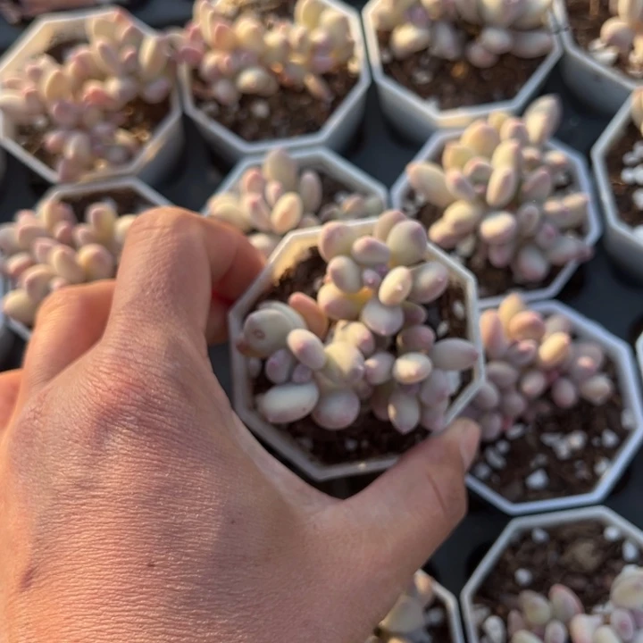 三日月美人三头群一颗量拍多肉满20包邮