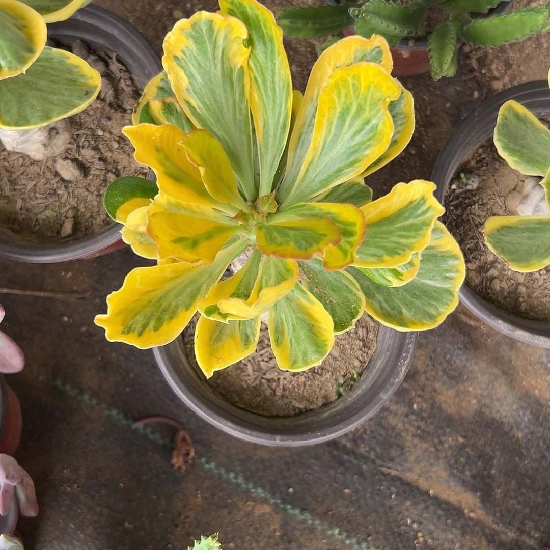 多肉植物多肉植物