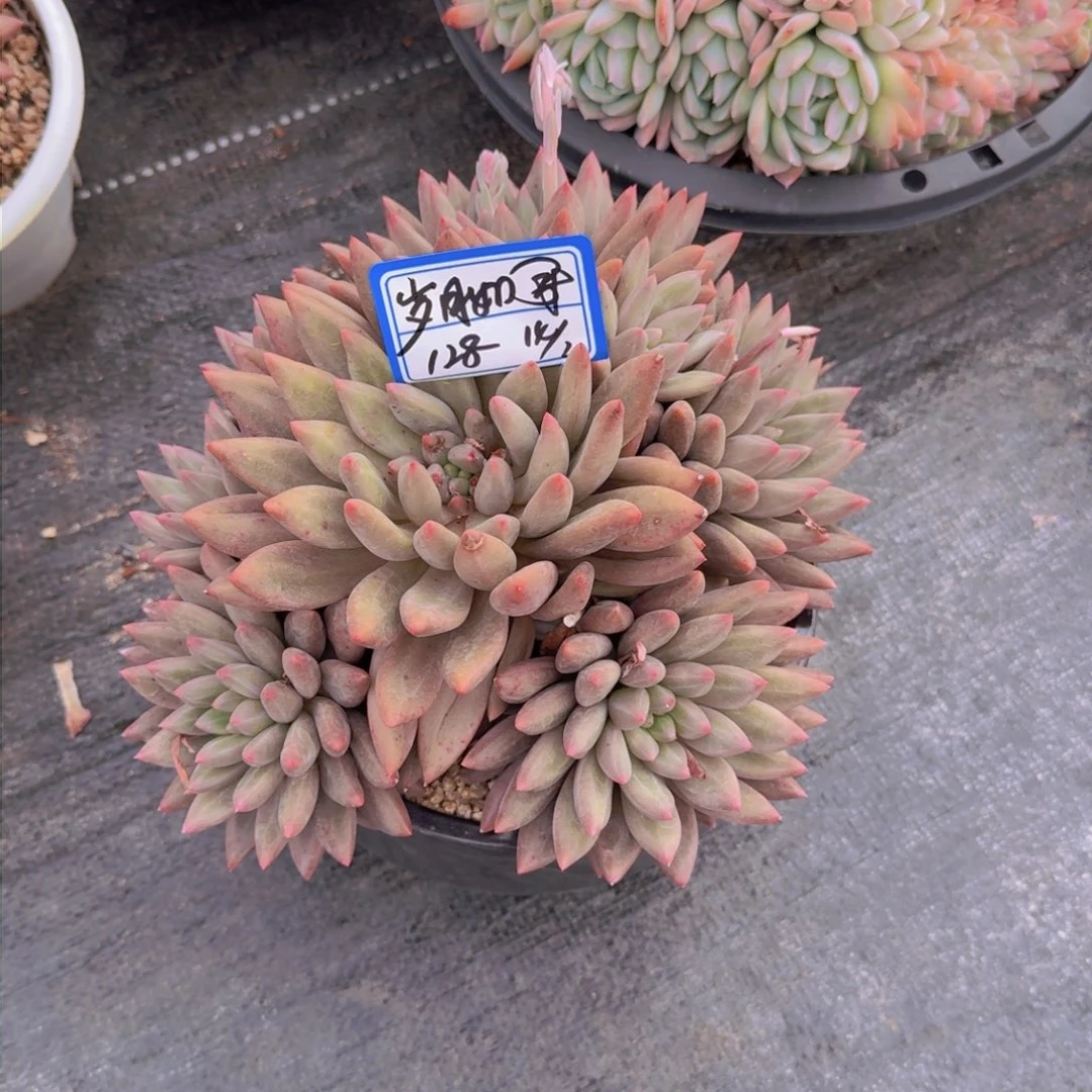 嵗**戨岁月如歌红蜻蜓凡艺多肉