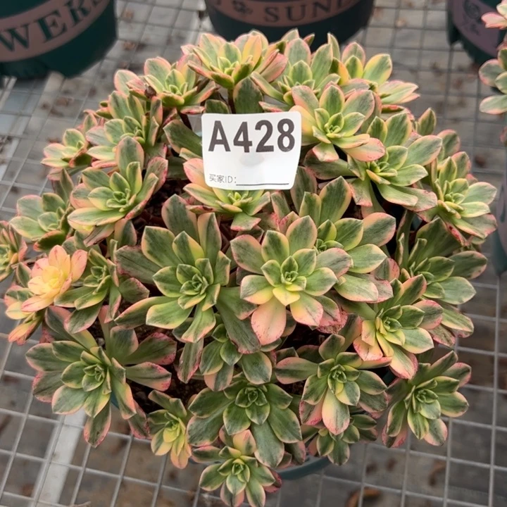 428甜茶20厘米左右
