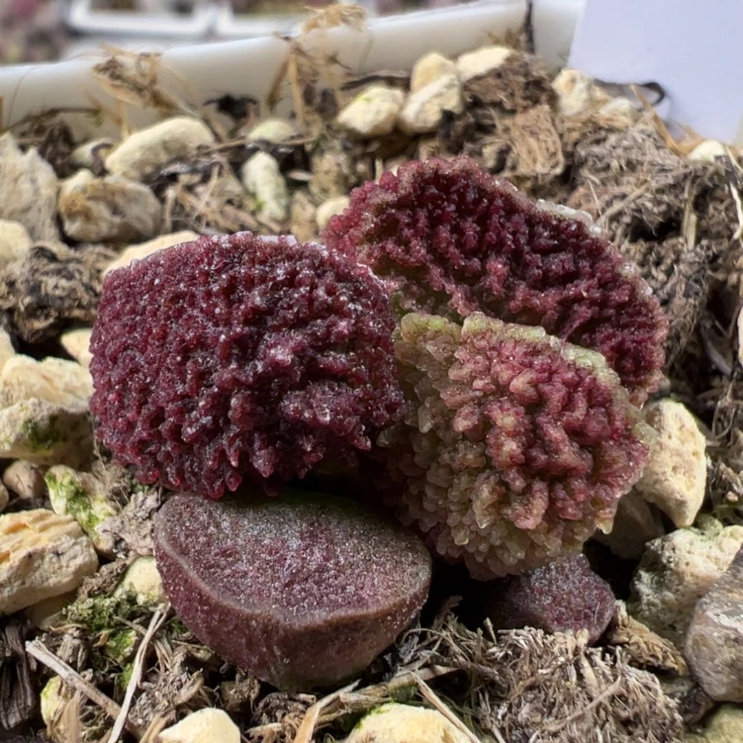 深色系颗粒款实生新品