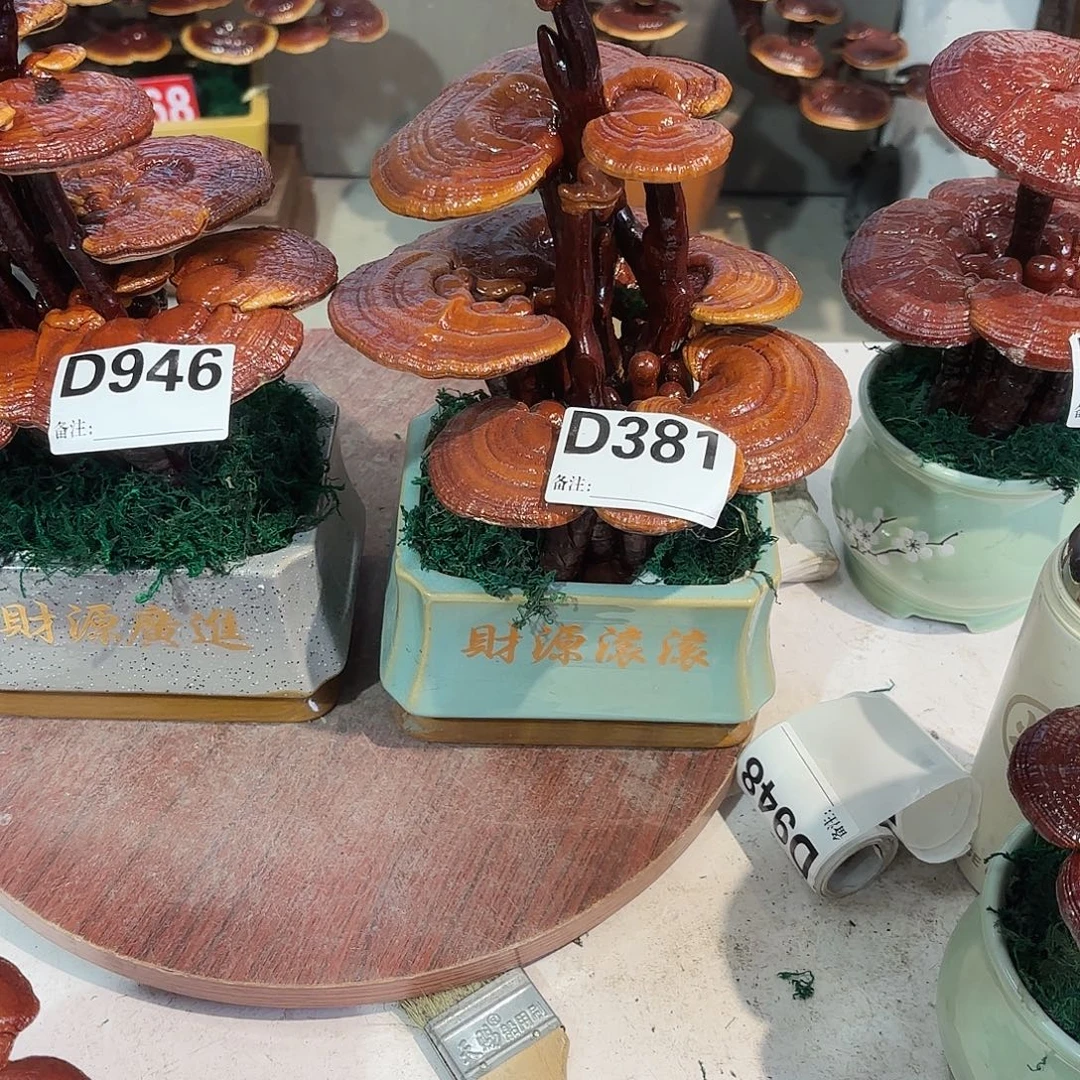 无花朵灵芝888888888888888888