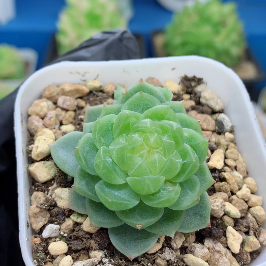 58包邮  群生不包整泼富54