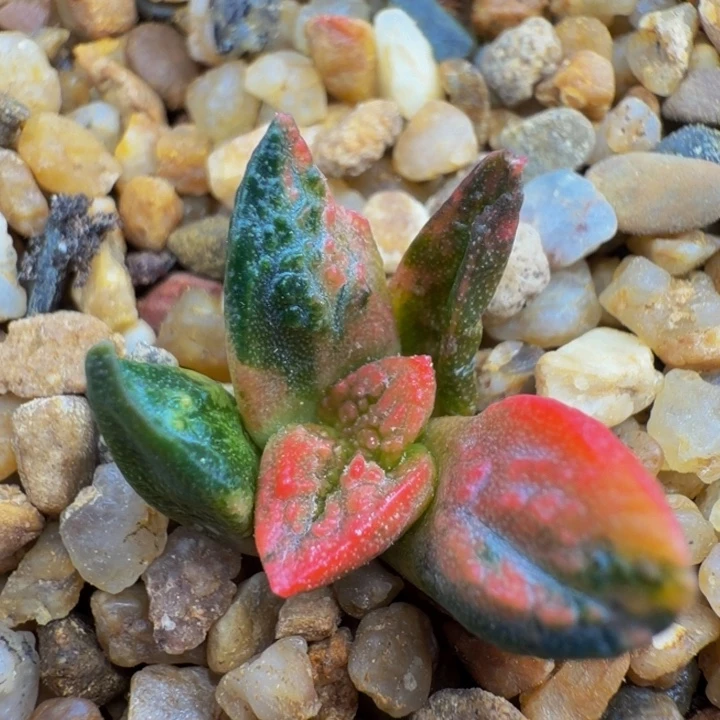 大型的揪叶哥斯拉彩色锦