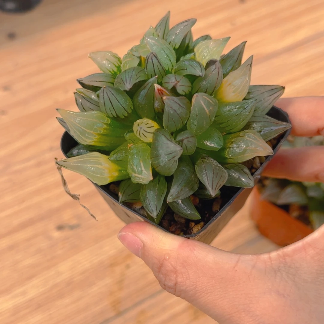 冉*西瓜寿1多肉多肉植物的