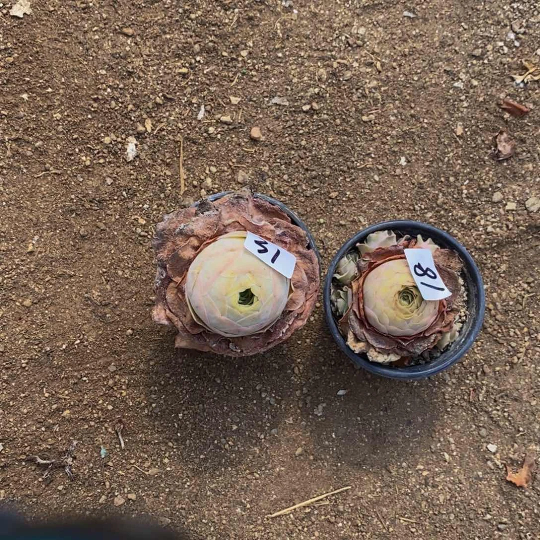 珈***颉山地玫瑰00000018/31