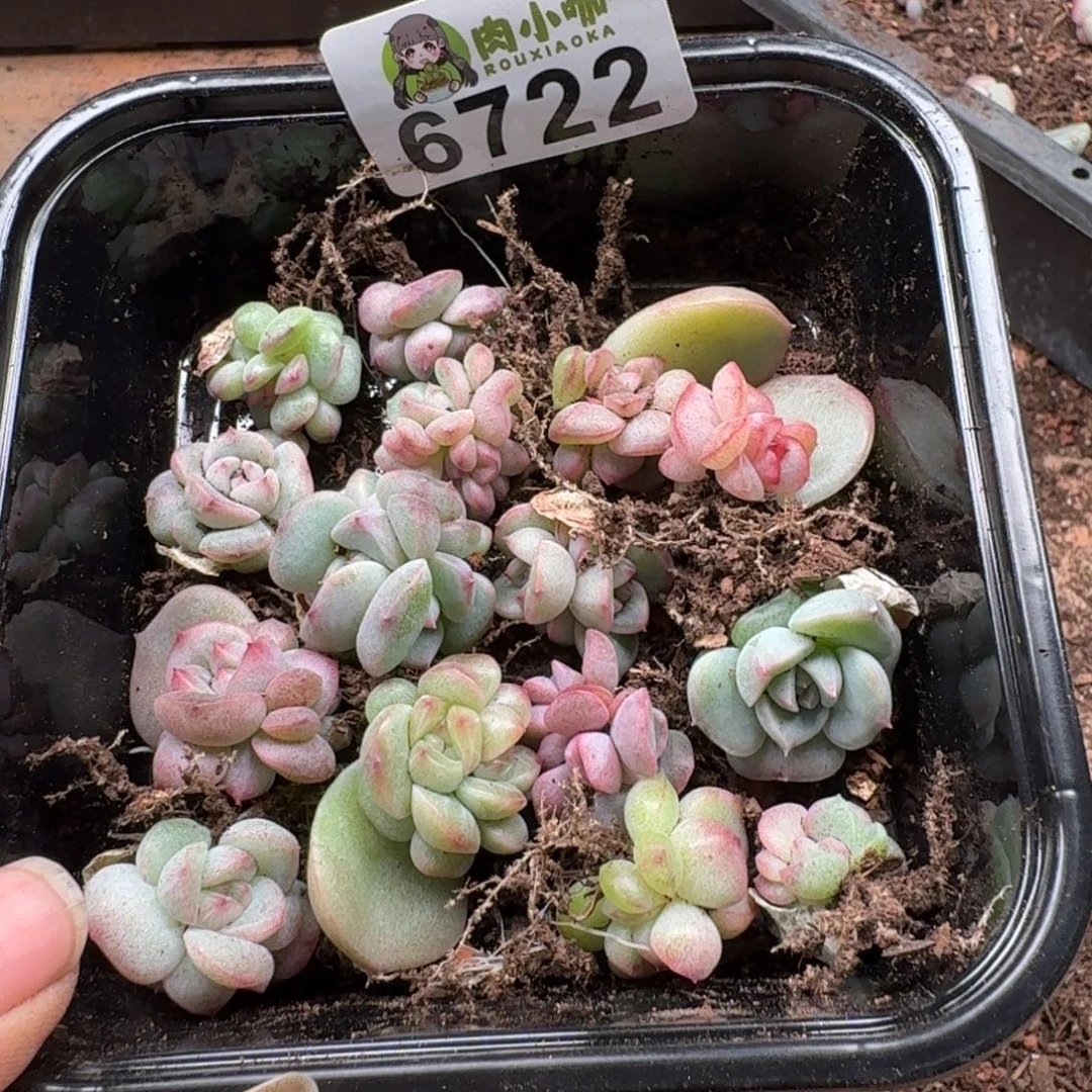 付***丽多肉植物多肉植物