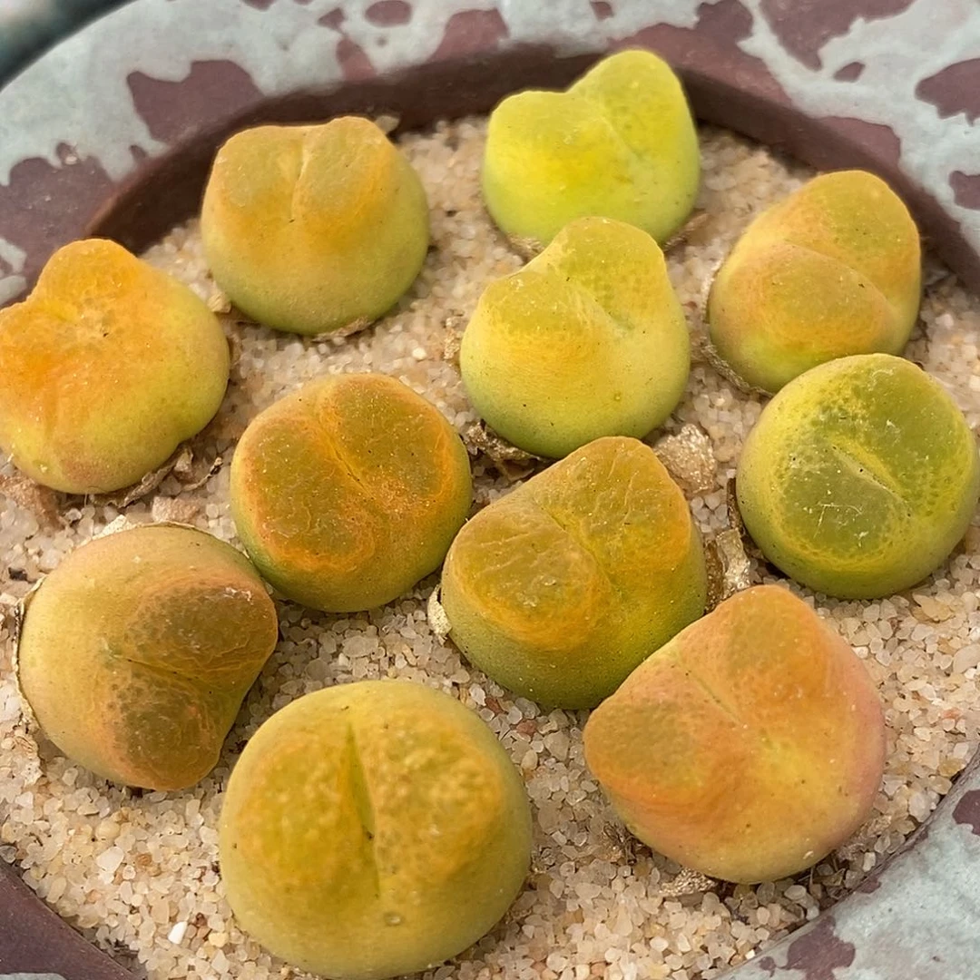 拉登杂交2颗一组一组