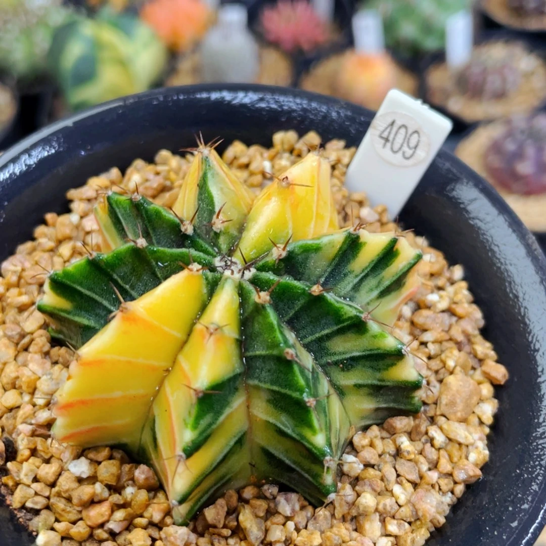 盆5公分满25包邮裸根发货