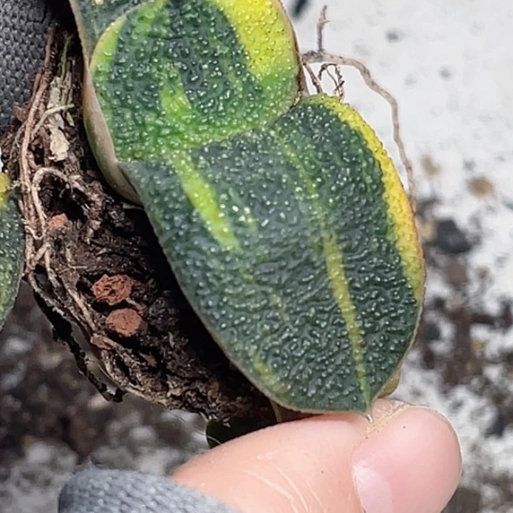 y***i客户专拍一物一拍