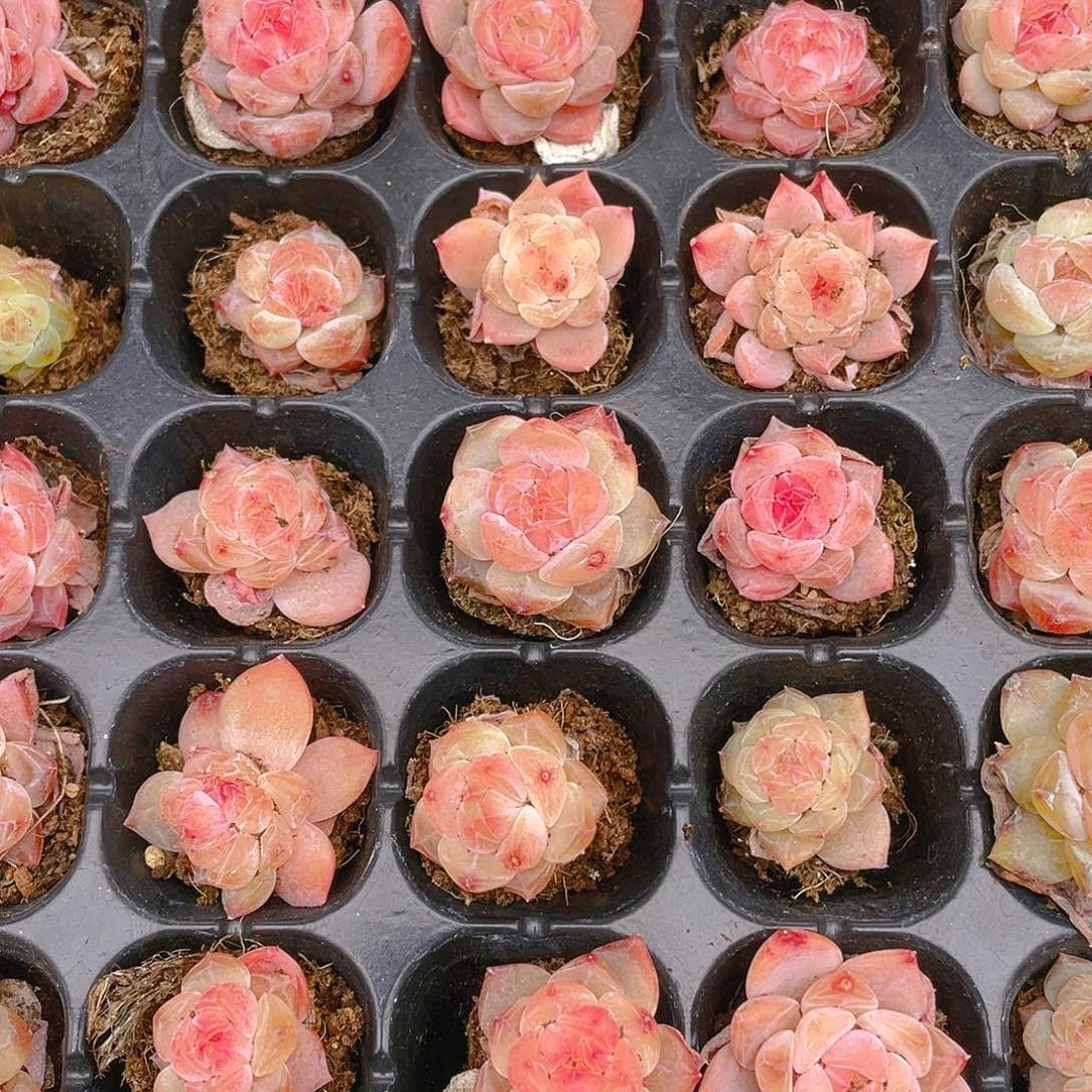 幽兰穴一个满25包邮