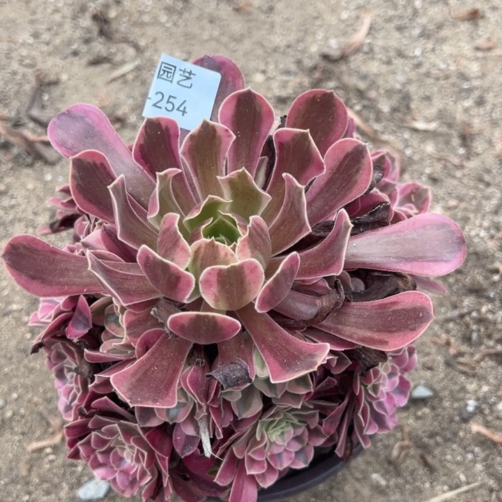 梅杜莎多肉植物254